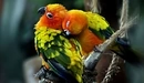 Image: A couple of parrots.