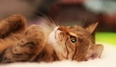 Картинка: Милый котик лежит на спине, подогнув лапки