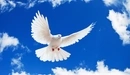 Image: White dove against the blue sky.