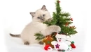 Image: A blue-eyed kitten on a white background hugs a Christmas tree.