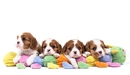 Картинка: Четверо щенков лежат на игрушечной гусенице.