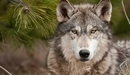 Картинка: Пронзительный взгляд волка