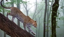 Картинка: Леопард спускается вниз по старому дереву