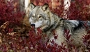 Картинка: Волк в лесу