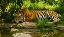 Картинка: Тигр лежит в тени у воды