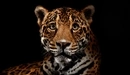 Картинка: Ягуар на чёрном фоне.