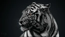 Картинка: Белый тигр.