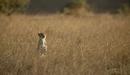 Image: Cheetah looks for the area