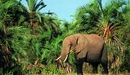 Картинка: Слон ест траву