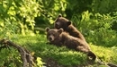 Картинка: Бурые медвежата в лесу взобрались на холм