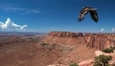Картинка: Ястреб летит над каньоном
