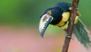 Картинка: Арасари - род птиц семейства тукановых с ярким оперением.