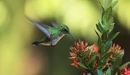 Image: Bird Hummingbird at flower