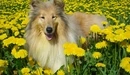 Image: Collie is in the dandelions.