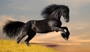 Image: A black Mustang.