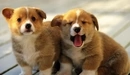 Image: Puppies breed Welsh Corgi Pembroke.