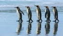Картинка: Пятеро Королевских пингвинов идут друг за другом.