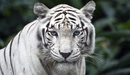 Картинка: Большая кошка: белый Тигр