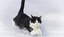 Картинка: Кошка бежит по снегу.