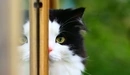 Картинка: Чёрно-белая кошка подглядывает одним глазом.