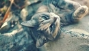Картинка: Котик на отдыхе
