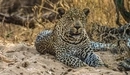 Картинка: Леопард лежит на песочке.