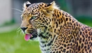 Картинка: Леопард вытащил язык