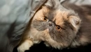 Картинка: Персидский котик
