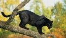 Картинка: Чёрная пантера на стволе дерева