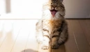 Картинка: Кошка зевает сидя в полутени.