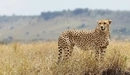 Картинка: Пятнистый гепард