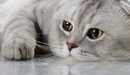 Image: A beautiful big-eyed cat.