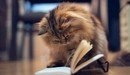 Картинка: Пушистая кошка с интересом смотрит в книжку.