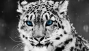 Image: Big cat Snow Leopard