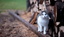 Image: Cat walking on wooden bar.