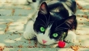 Картинка: Чёрно-белая кошка с зелёными глазами.