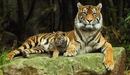 Картинка: Детёныш тигра и его мама.
