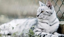 Картинка: Белый полосатый кот лежит возле забора