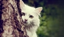 Картинка: Белый кот выглядывает из-за дерева.
