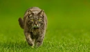 Картинка: Крупный котяра шагает по зелёной траве.