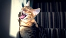 Картинка: Зевающий кот.
