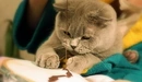 Картинка: Кот любит вышивать