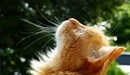 Image: Ginger cat looking up.