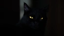 Картинка: Чёрный кот с жёлтыми глазами сливается с фоном.