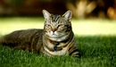 Картинка: Кот лежит на траве