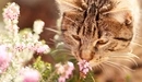 Картинка: Кот нюхает цветы.