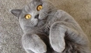Картинка: Британский кот лежит на спине подогнув лапки