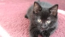 Image: Black kitten lying on the carpet.
