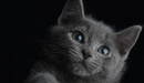 Картинка:  Мордочка милого котёночка на чёрном фоне.