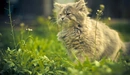 Image: Fluffy little kitten is exploring the world
